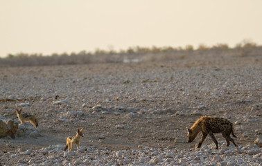 Tüpfelhyäne und zwei Schakale, Etosha Nationalpark, Namibia