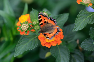 Kleine Fuchs (Aglais urticae) sitzt auf oranger Blüte