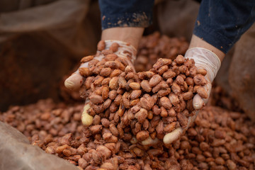 Cocoa beans are fermented in wooden boxto develop the chocolate flavor.