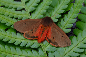 Zimtbär oder Rostflügelbär (Phragmatobia fuliginosa) Schmetterling sitzt auf Farn