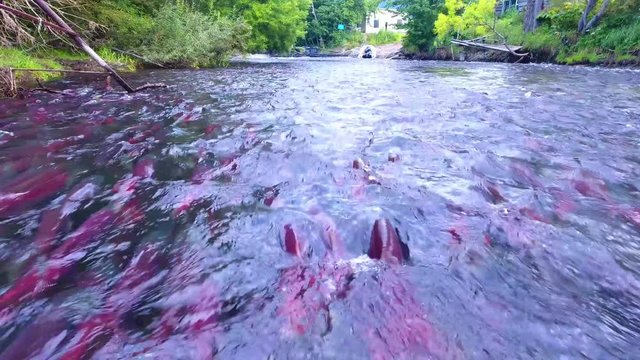 Big salmon caught on spinning. Salmon fishing by means of spinning on the river on the Kamchatka Peninsula. Russia, August2018