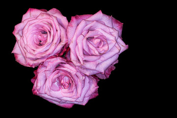 pink roses on black background