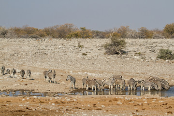 Fototapeta na wymiar Eine Herde Zebras kommt zum Wasserloch zum Trinken, Etosha Nationalpark, Namibia, Afrika