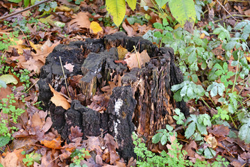 Old tree trunk in the woods autumn time
