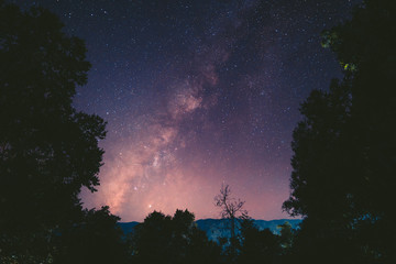 Galaxy - Milky way In the forest at night