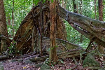 Lasy deszczowe Australii - obrazy, fototapety, plakaty
