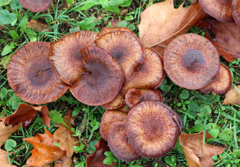 Lot of mushroom in the woods