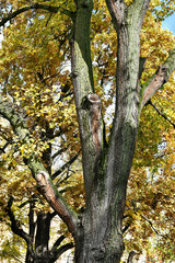 Tree trunks in the woods in autumn time