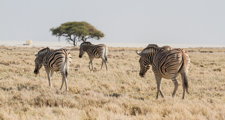 Fototapeta na wymiar Drei Zebras in der Steppe, Etosha Nationalpark, Namibia