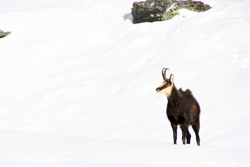 The chamois on the snow in the Gran Paradiso park