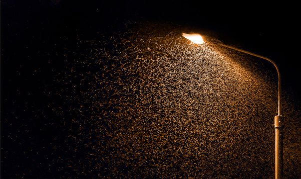 Snowflakes swirl in the night light. The light of the lantern illuminates a Blizzard, a snow storm.