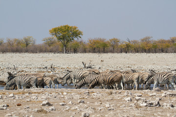 Fototapeta na wymiar Eine Herde Zebras trinkt am Wasserloch, Etosha Nationalpark, Namibia, Afrika