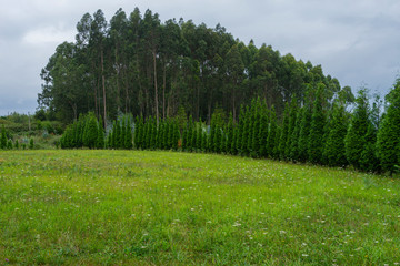 Landscape with a green meadow in the foreground and eucalyptus trees in the background in Asturias in Spain.