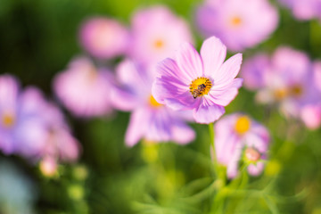 Bee on pink cosmos flowers