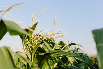 Green corn field