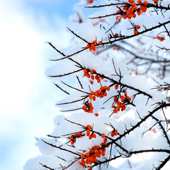 A branch  covered with snow with red berries