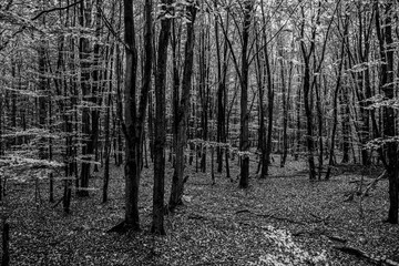 Black and white photography. Nature forest in autumn.