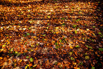 leaves in autumn on a way with sun and shadow