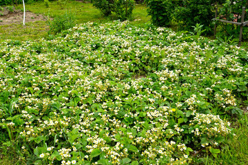 Fototapeta na wymiar Bed with flowering strawberries on garden plot in spring