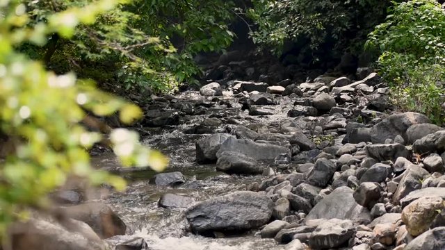 River stream in the forest at Jatashankar waterfall in Junagadh, Gujarat, India
