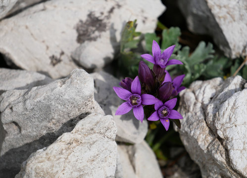 fiori viola di gentianella fra le rocce