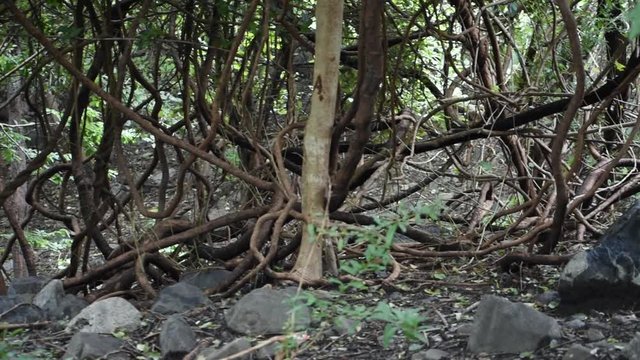 View of the trees at the Jatashankar in Junagadh, Gujarat, India
