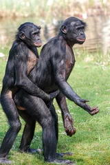 Deurstickers Twee bonobos staan samen te bedelen. © photoPepp