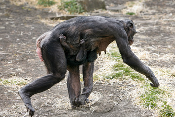 Bonobo mama op de vlucht met baby