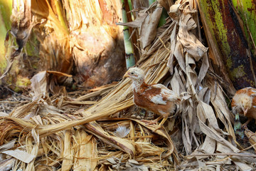 Baby Rhode Island Red in garden at thailand