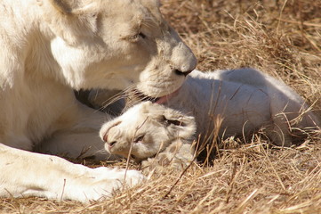 Weisse L&ouml;win mit Baby 6246