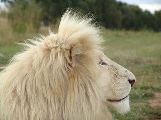 Weißes Löwen Männchen Portrait  6828