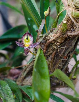 Bulbophyllum macranthum, Orchid flower.