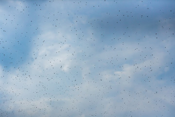 Swarm of bees on a sky background. Lots of flying insects