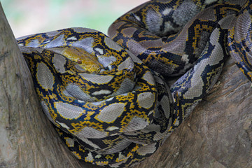 Close up Head burmese python in body on stick tree at thailand