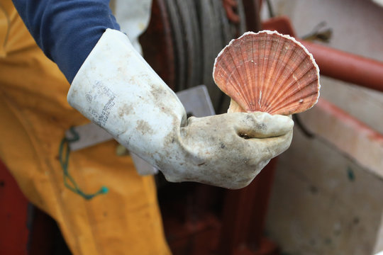 Main et couille saint -jacque des gl&eacute;nans