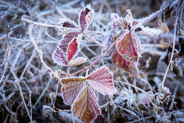 frozen twig in morning hoafrost