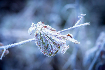 frosted twig in hoarfrost