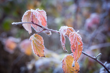 autumn frosted twig in hoarfrost