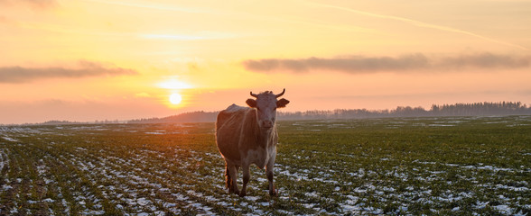 Cow sunset field snow grass. Cow on pasture in autumn at sunset