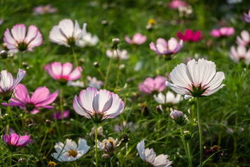 colorful cosmos flowers farm