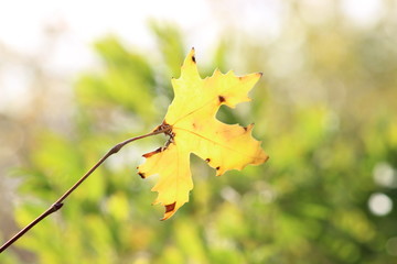  Autumn Leaf Background