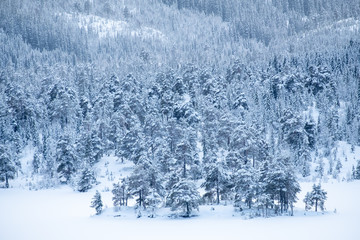 winter landscape with trees