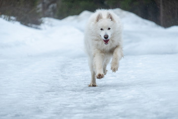White dog running towards photographer on snow road