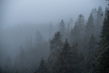 fog in the forest