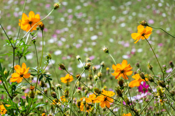 colorful cosmos flowers farm
