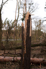 Fototapeta premium After the storm in the coniferous forest