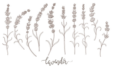 Line art set with lavender flowers. Botanical lavender drawings, isolated on white background and with text lavender. 