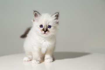 small kitten cat breed sacred burma on a light background