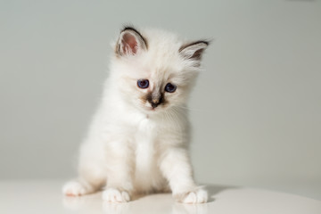 Fototapeta na wymiar small kitten cat breed sacred burma on a light background