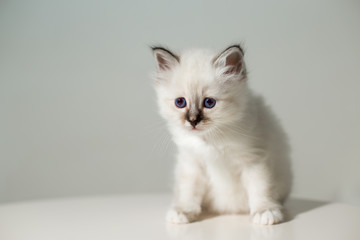 Fototapeta na wymiar small kitten cat breed sacred burma on a light background
